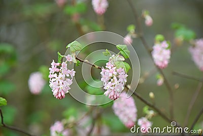 Flowering currant Ribes sanguineum Porky’s Pink, racemes of candy floss pink flowers Stock Photo